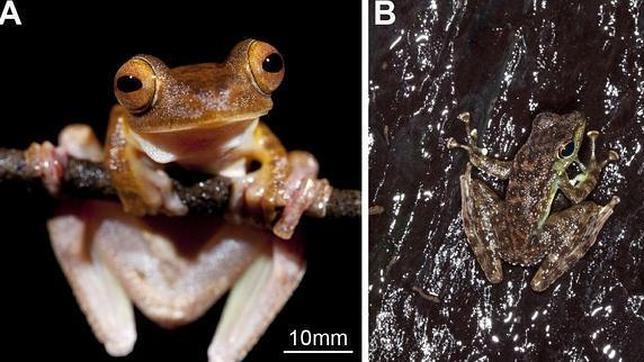 Una rana arbórea y otra de río, en sus hábitats naturales