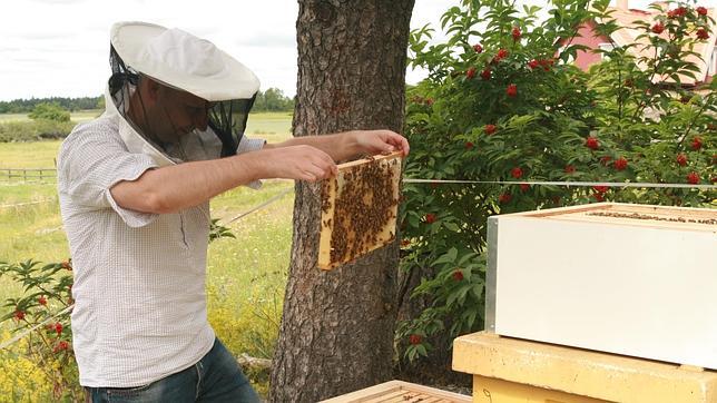 Las abejas melíferas proceden de Asia y no de África