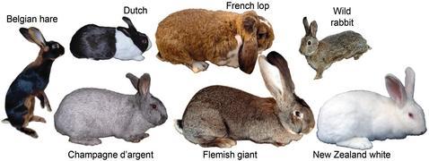 Diferentes especies de conejos