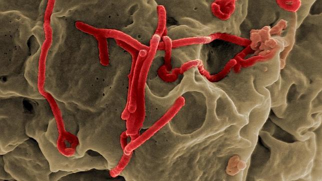 Identifican los puntos débiles del virus ébola con más capacidad de adaptación