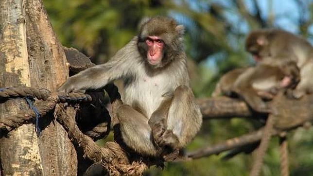 El fármaco contra el ébola ZMapp demuestra su efectividad en primates