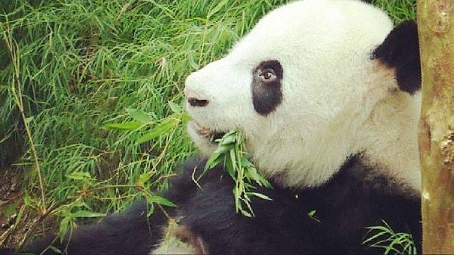El zoo de Singapur prepara la noche de amor de sus pandas gigantes