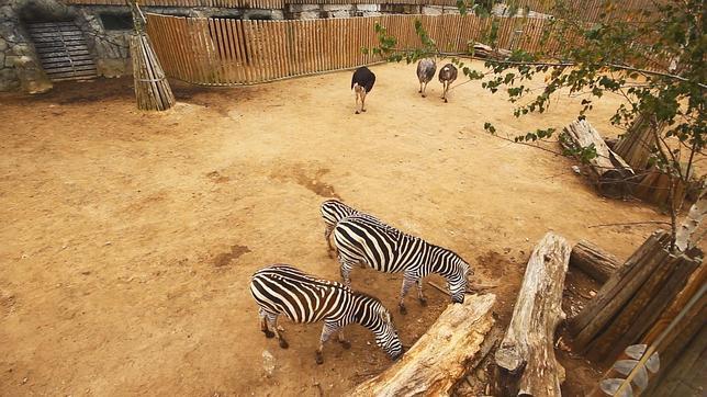 De safari en la ciudad