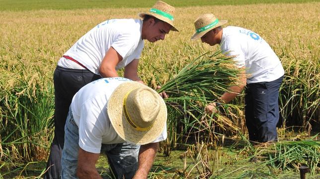 Nuevo premio para Ricard Camarena por difundir la cultura del arroz