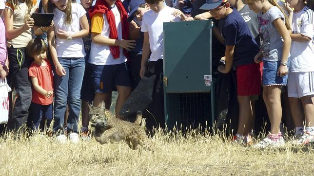 El número de linces atropellados en Andalucía en 2014 asciende a 17