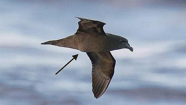 Fotografían por primera vez un ave «gestante» en pleno vuelo