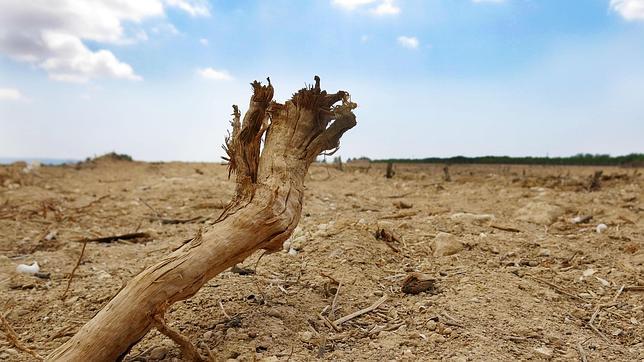 El campo de Alicante perderá más de 80 millones de euros por la sequía este año