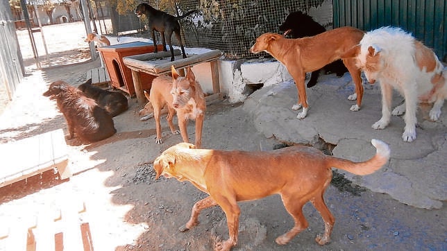 Las protectoras, desbordadas ante el aumento del abandono de animales