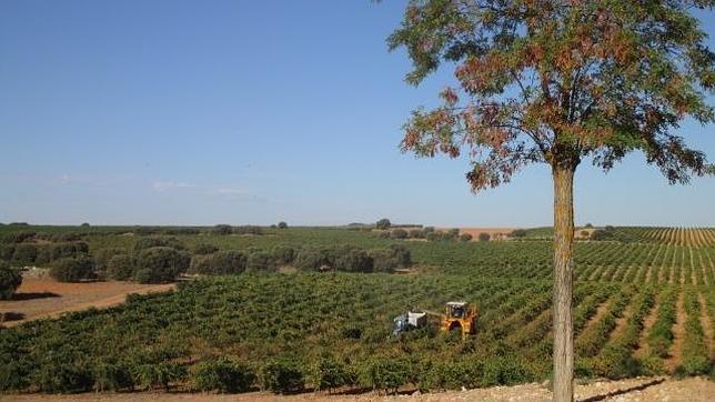 Familia Martínez Bujanda da la bienvenida a la vendimia en la región