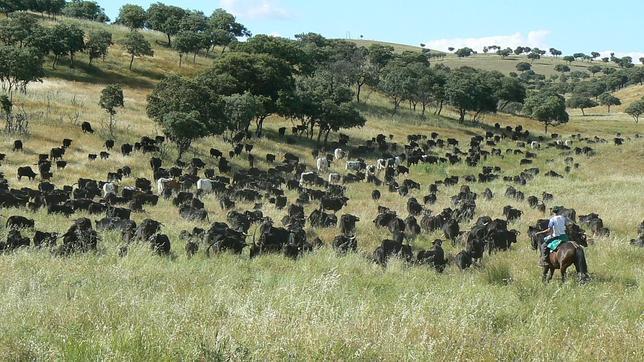 La Fundación BBVA premia la labor medioambiental de la trashumancia