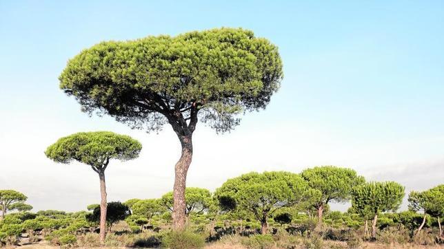 Cuando son plantados en praderas con exceso de agua, los pinos piñoneros se vuelven muy inestables
