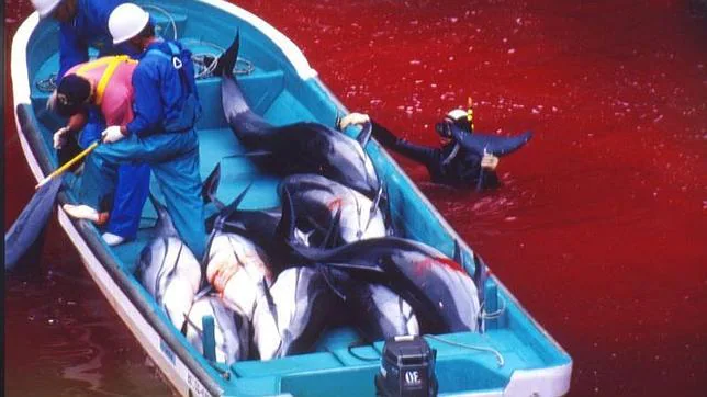 Comienza en Japón una nueva temporada de la polémica caza de delfines
