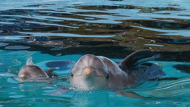 ¿Cómo influye la acuicultura en la dieta de los delfines del Levante español?