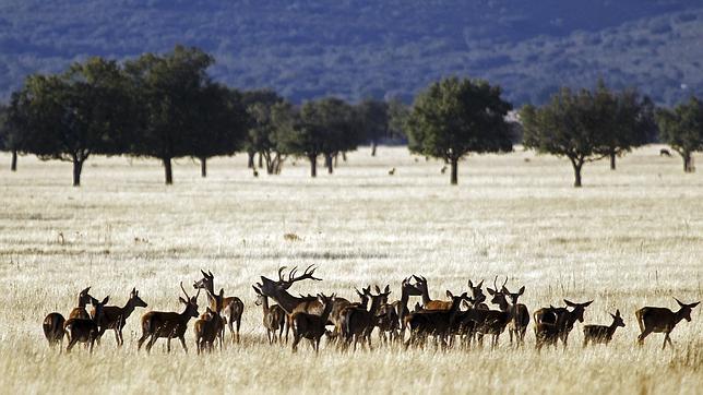 Un año más regresa la berrea, la atronadora llamada de la naturaleza