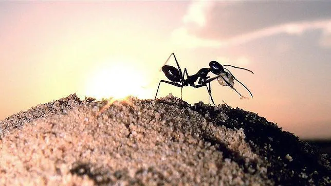¿Pesan todas las hormigas más que la humanidad entera?