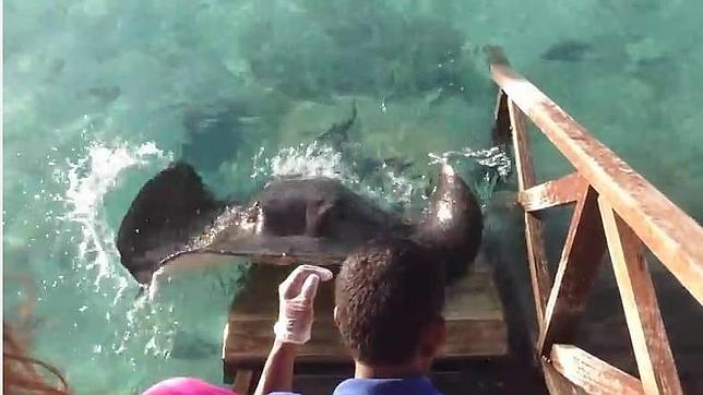 La mantarraya que come de la mano de los turistas que triunfa en YouTube