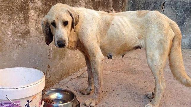 Un maltratador de animales a la Guardia Civil: «Llevaos a la perra y no la traigáis más»