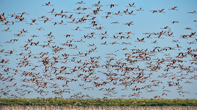 Flamencos en la marisma de Doñana