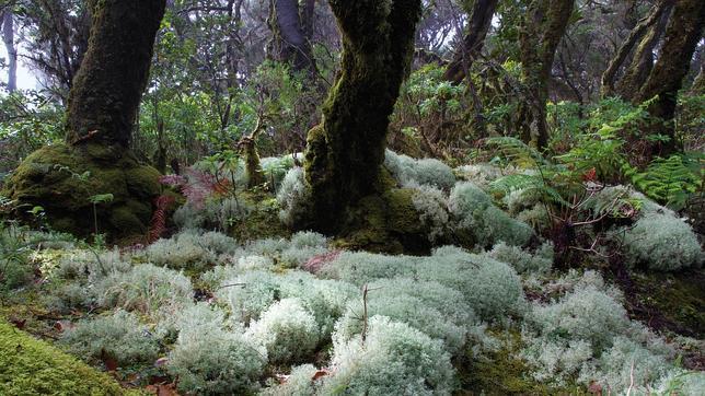 Liquen Cladonia macaronesica, en La Gomera
