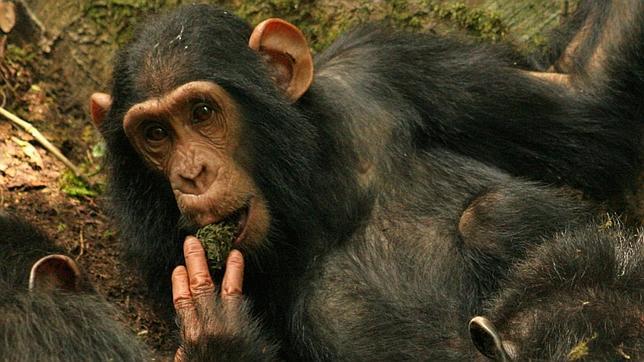 Observan por primera vez cómo los chimpancés crean «cultura»