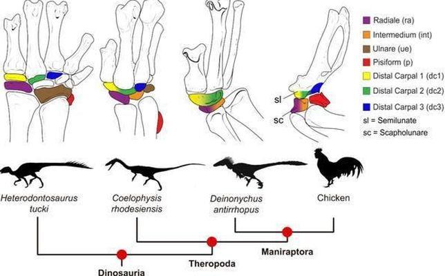 ¿Cómo se convirtieron las patas de los dinosaurios en alas de pájaros?