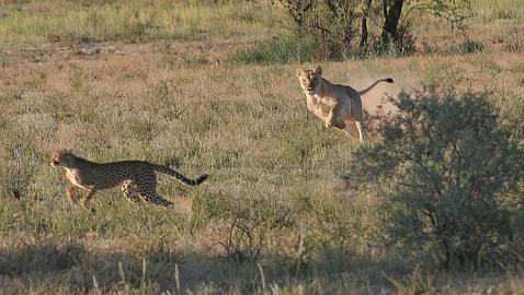 La extenuante carrera (de fondo) del guepardo