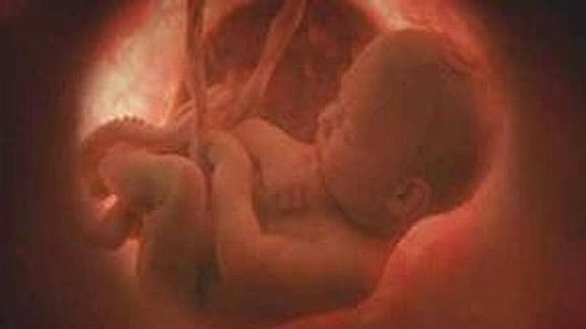 Feto humano en su semana 30 de gestación