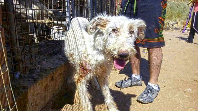 Uno de los perros que malvivían en la finca de Villa del Prado cuyo propietario declara ahora por posible delito de maltrato animal