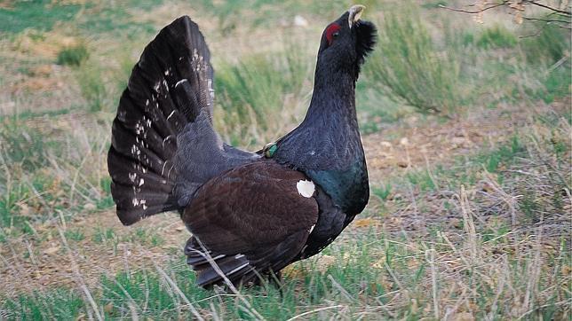 Vídeo: Liberadas tres hembras de urogallo cantábrico en Picos de Europa