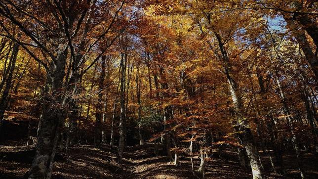 Hayedo de Montejo, con los colores del otoño