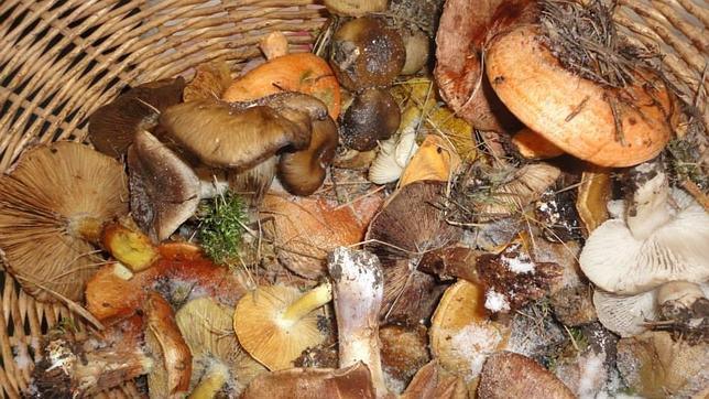 Una cesta llena de setas recogidas por los miembros de la Asociación Micológica Conquense