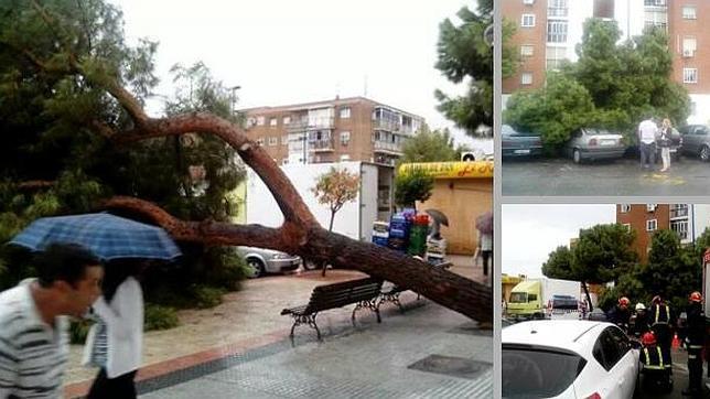Cae un árbol en Leganés junto a dos colegios