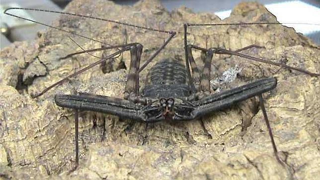 A pesar de su aspecto, no pueden inocular veneno