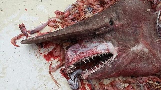 Este animal habita a una profundidad de entre 1.000 y 3.000 metros bajo el nivel del mar