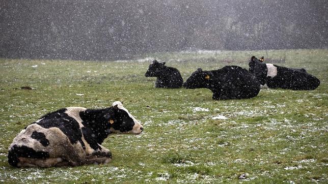 Un grupo de vacas lecheras reposando en el campo