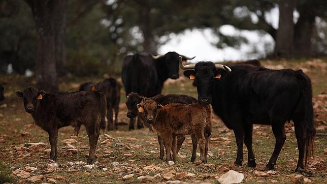 Día de la Protección a la Naturaleza: Si no se actúa de forma inminente se perderán cuatro millones de hectáreas de dehesa en España