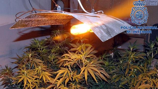 Las plantas de marihuana, creciendo en el interior del local «okupado»