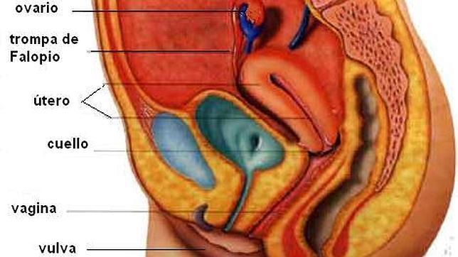Aparato reproductor femenino