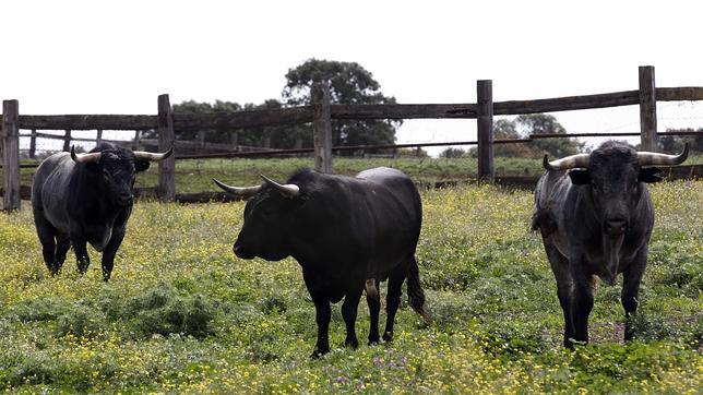 «La cultura de hacer dormir a los animales en nuestra cama nos lleva a un futuro preocupante»