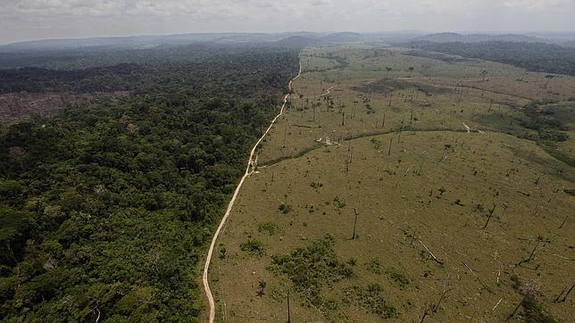Rondônia, Pará y Matto Grosso son los estados más afectados por la deforestación en Brasil