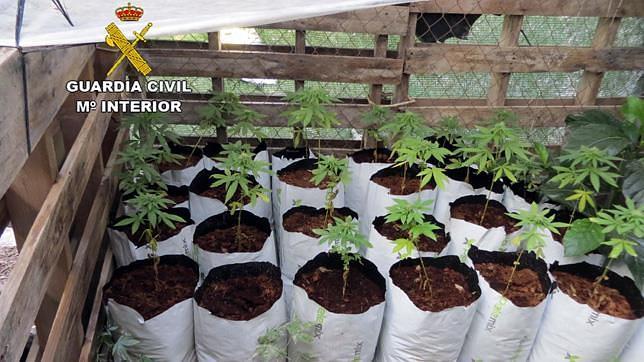 Cultiva 63 plantas de marihuana en un pequeño invernadero en Berja