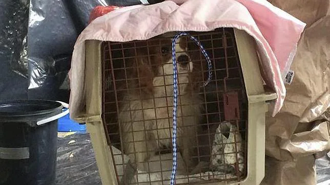 «Bentley», el perro de la enfermera estadounidesen contagiada de ébola, Nina Pham.