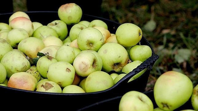La manzana obtenida de pequeños recolectores y particulares de la zona supone el 22% del total