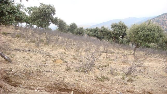 Una juez imputa a varios altos cargos de Medio Ambiente en Córdoba