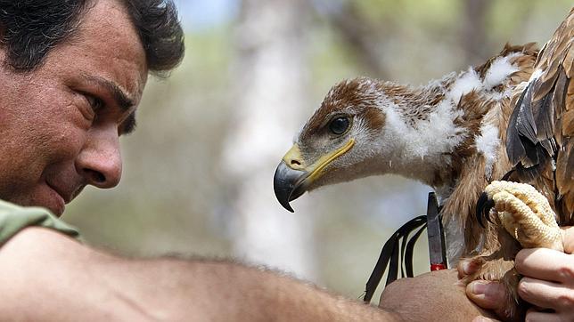 El águila imperial se salva en Andalucía con menos de 5 millones de euros