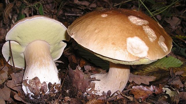 El cep es una de las setas más buscadas en los Pirineos