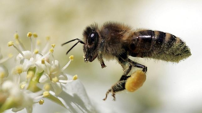 La abeja es un ejemplo de insecto polinizador