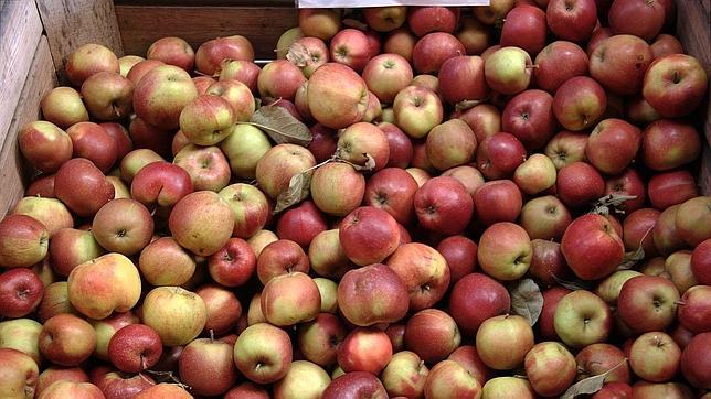 ¿Sabrías distinguir entre todos estos tipos de manzanas?