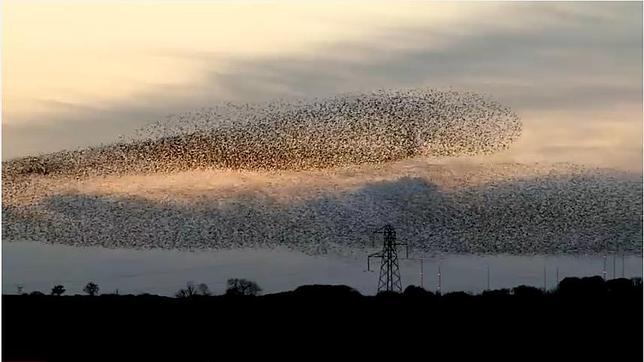 El enigma del vuelo sincronizado del estornino