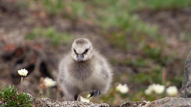 ¿Sobrevivió el pollo valiente al  «salto de fe» en el acantilado?